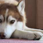 たつのの実家での暮らし〜ふたたび大阪へ