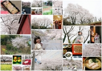 2010_04_18お花見.jpg