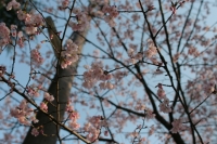21桜が咲いたなぁ.JPG