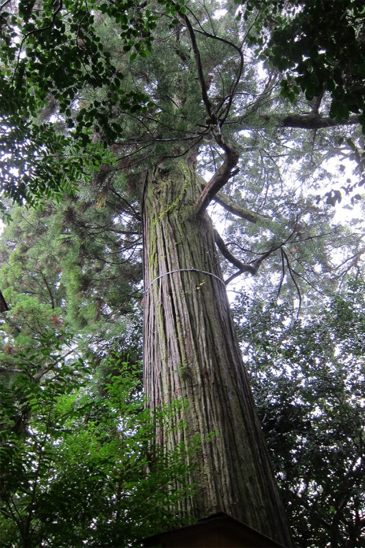 13_樹齢1300年ともいわれる大杉