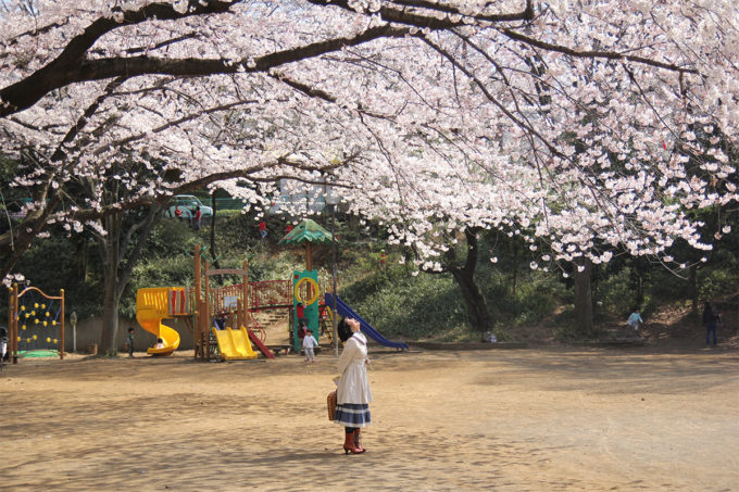 鷺沼お花見ピクニック2015-03