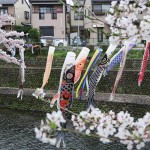 51_川に鯉のぼりと桜3