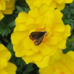 16_黄色いお花と蝶々