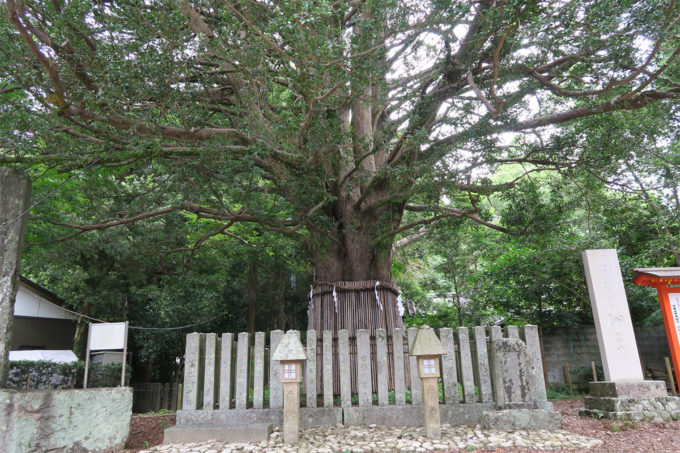 76_御神木「樹齢千年のナギの大樹」