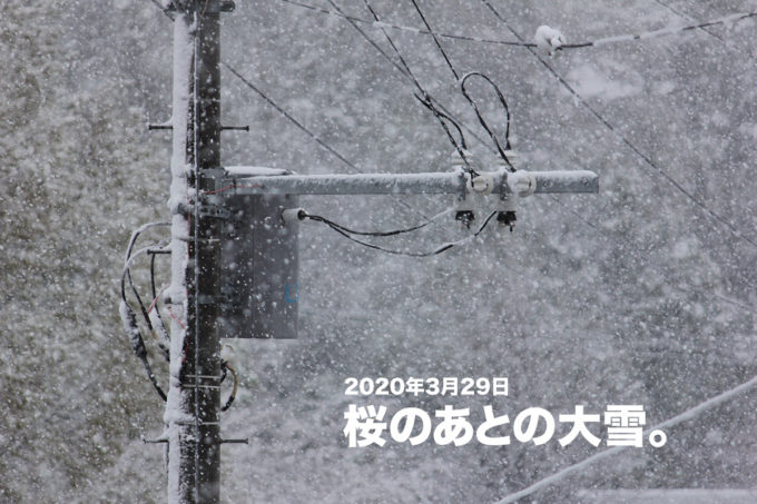 2020年3月29日、桜のあとの大雪
